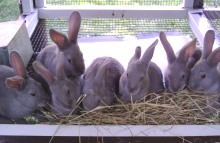 Grape, Poppy, Spring, Jellybean, Windy, Lello, and Raisin - 8 weeks old