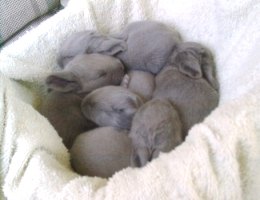 5 babies - Lollipop's first litter