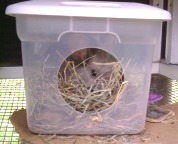 Lollipop in her box - you can make one of these out of a plastic storage container by drilling a large whole in one side