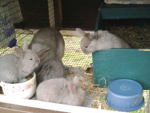 Apple, Pear, Peach, and Plum, 29 days old