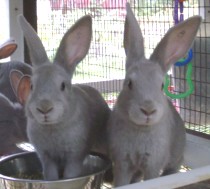 Sage and Basil at 7 weeks old :) 